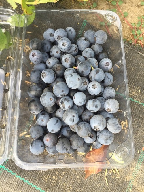 La pépinière chilienne récolte la première récolte de variétés de bleuets d'origine néo-zélandaise