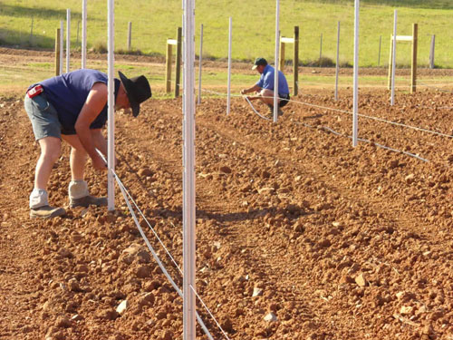 Grapestakes en acier.jpg