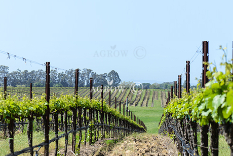 Système de treillis VSP (Vertical Shoot Positioning)