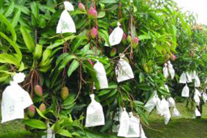 mangue poussant sur l'arbre.jpg