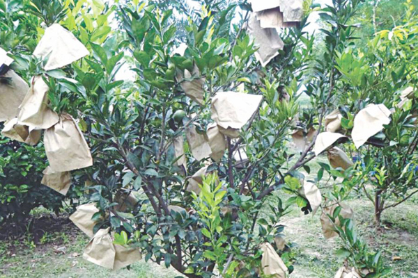 Oranges Protection Paper Bag.jpg