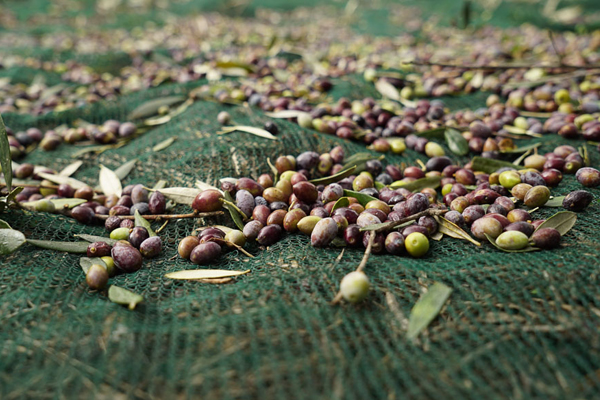 Filet d'Olive Net Mono pour Italy.jpg