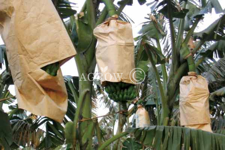 Sacs de culture de banane