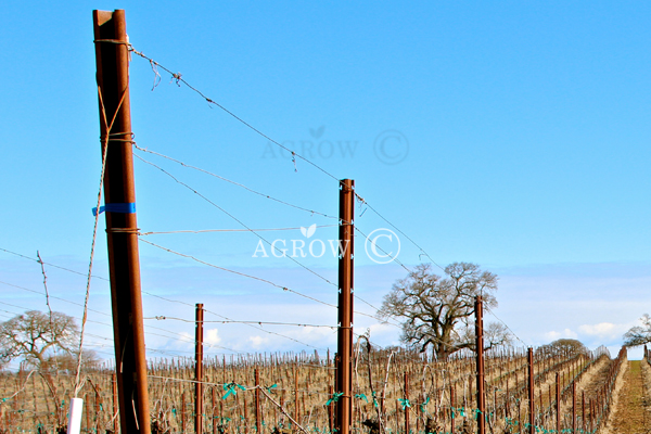 Système de treillis VSP (Vertical Shoot Positioning)