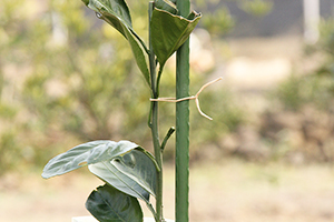 Corde de liage de vigne