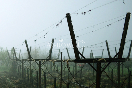 Système de treillis Lyre