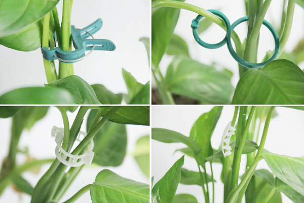 Clips de greffage de tomates.jpg