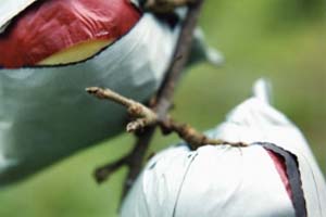 pomme en sachets.jpg