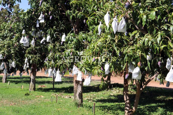 Sacs de culture à la mangue