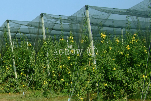 Système de protection anti-grêle Agtek + Gable Orchard