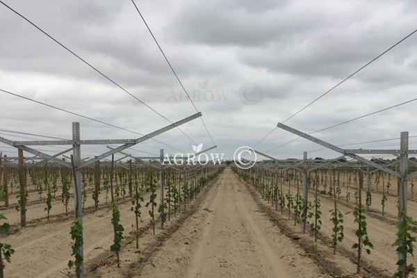 Système de treillis à pignon ouvert de vigne