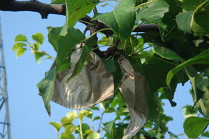 poire qui pousse dans verger.jpg
