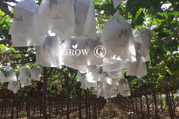 Corde de liage de vigne